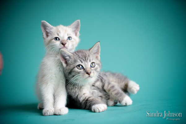 Best Orlando Cat Photographer - Sandra Johnson (SJFoto.com)