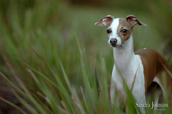 Best Orlando Dog Photographer - Sandra Johnson (SJFoto.com)
