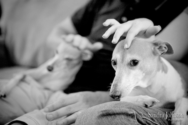 Best Orlando Dog Photographer - Sandra Johnson (SJFoto.com)