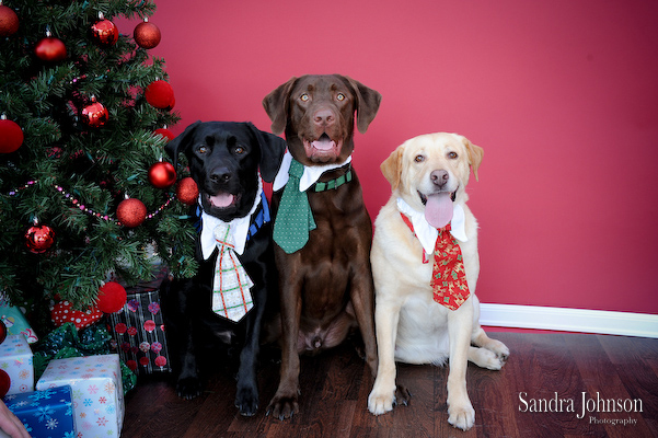 Best Orlando Holiday Pet Photos - Sandra Johnson (SJFoto.com)