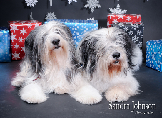 Best Orlando Holiday Pet Photos - Sandra Johnson (SJFoto.com)